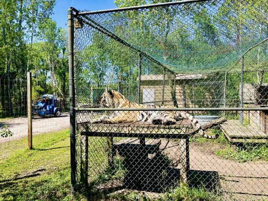 The Catty Shack Ranch Wildlife Sanctuary by null