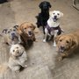 Photo of Furbaby Funhouse