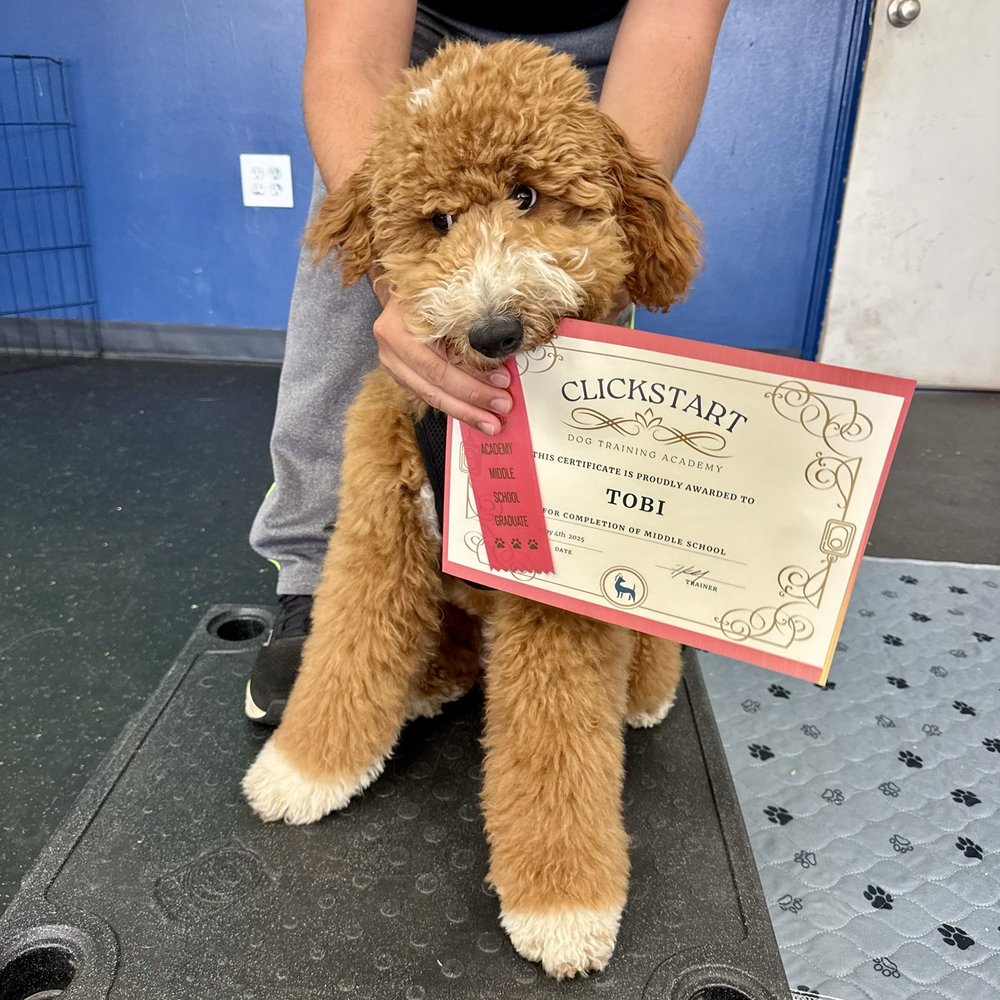 Clickstart Dog Training Academy - Pet Training Near Me - Lake Forest, California