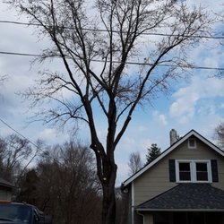 Moore's Affordable Tree Trimming & Removal - After picture of maple cleanout