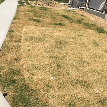 Saint Aubyn Homes - 6 days after the sod was laid, sprinklers were not yet hooked up or tested, LMX was the landscaper contractor. courtesy of Saint Aubyn. - Real Estate Services Near Me - Colorado Springs, Colorado