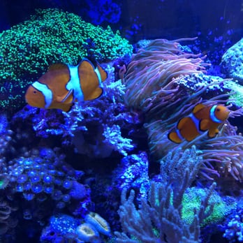Aquarium Care - Think I've been taking care of these fish and tank for over 6 Years now. - Aquarium Services Near Me Aquarium Care - Think I've been taking care of these fish and tank for over 6 Years now. - Aquarium Services Near Me