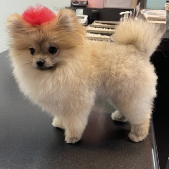 Groomer Has It - Pet Groomers Near Me - Nashville, Tennessee Groomer Has It - Pet Groomers Near Me - Nashville, Tennessee