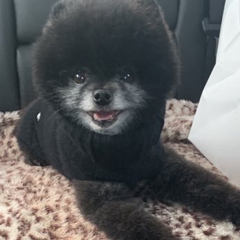Heaven Scent Grooming - Pet Groomers Near Me - East Providence, Rhode Island Heaven Scent Grooming - Pet Groomers Near Me - East Providence, Rhode Island