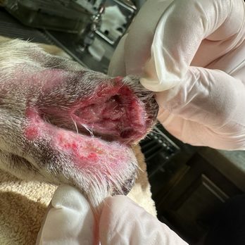 Sunny Acres Boarding Kennel - Gash on his back paw after vet cleaned it up. - Pet Boarding Near Me - Bartlesville, Oklahoma