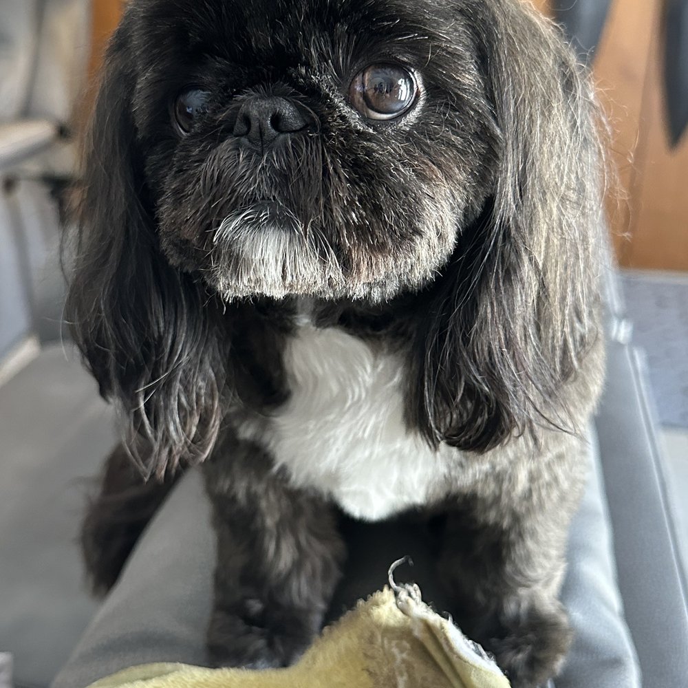 Bark Side Pet Grooming - Kona - Pet Groomers Near Me - Long Beach, California Bark Side Pet Grooming - Kona - Pet Groomers Near Me - Long Beach, California