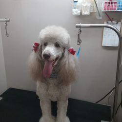 Dog Gone Cute Grooming