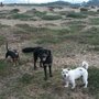 Photo of Howl 'n' Woof