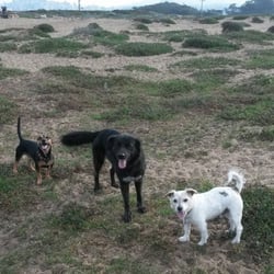 Howl 'n' Woof