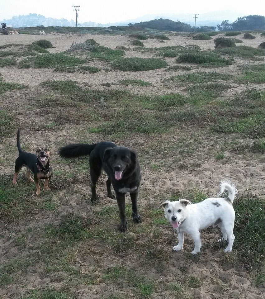 Howl 'n' Woof - pet boarding facility in San Francisco, CA