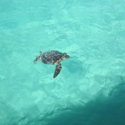 Aloha sea turtle! :) Aloha sea turtle! :)