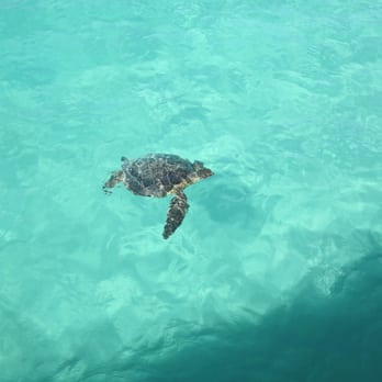 Makai Research Pier - Aloha sea turtle! :) - Beaches Near Me - Waimanalo, Hawaii Makai Research Pier - Aloha sea turtle! :) - Beaches Near Me - Waimanalo, Hawaii