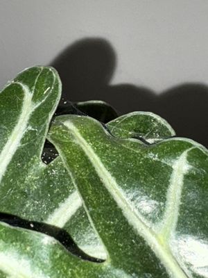 Venice Plants by null