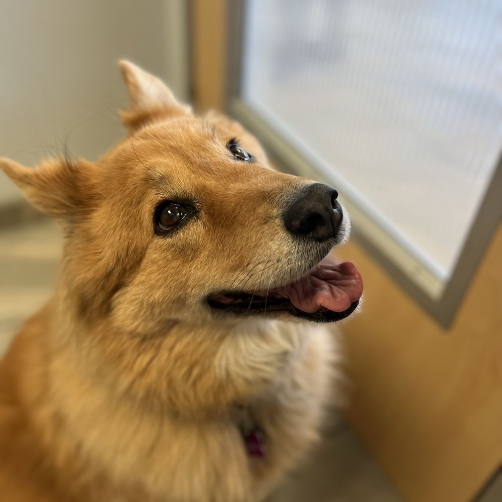 TOP 10 BEST Bulldog Vet in Orange County, CA - Updated 2026 - Yelp