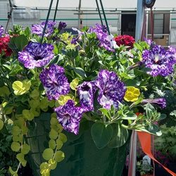 Lyn's Flowers and Garden - Starry night series of petunias in basket.