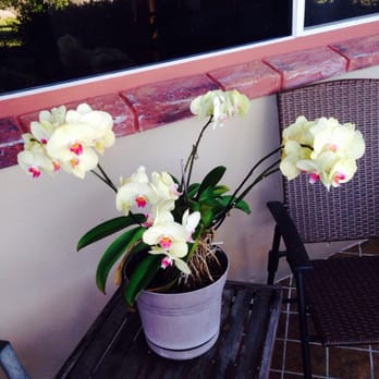 Kathy's Florist - Orchid I got from Kathy's last year. Blooming again just in time for Easter! - Florists Near Me - Fort Lauderdale, Florida Kathy's Florist - Orchid I got from Kathy's last year. Blooming again just in time for Easter! - Florists Near Me - Fort Lauderdale, Florida