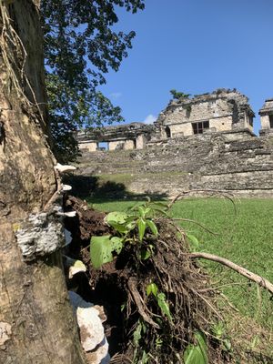 Palenque Temple of Inscriptions by null