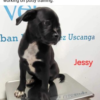 Casa Dog - Animal Shelters Near Me Casa Dog - Animal Shelters Near Me