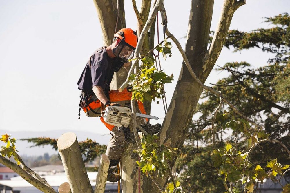 4 Treez Oregon Tree & Shrubbery Specialists - tree service in Salem, OR