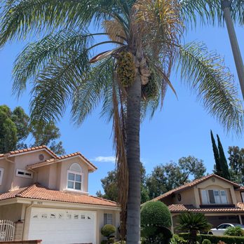 Lucero Tree Service - Before. One very sad tree. - Tree Services Near Me