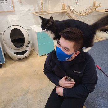 KitTea - Kitty on my back. - Pet Adoption Near Me - San Francisco, California