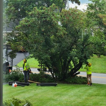 The Davey Tree Expert Company - Let the surgery commence. - Tree Services Near Me - Latham, New York The Davey Tree Expert Company - Let the surgery commence. - Tree Services Near Me - Latham, New York