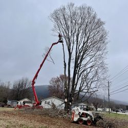 Arbor Tree Care