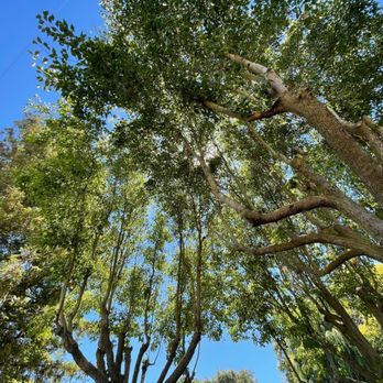 Bogle Vineyards - Shade in the beautiful yard - Wineries Near Me - Clarksburg, California
