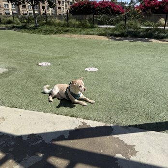 Jacaranda Park - Dog Parks Near Me - Anaheim, California
