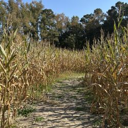 Bear Ridge Farms - Corn maze