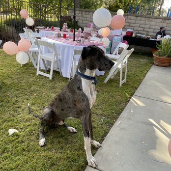 SR Party Rentals - Pic of the set up and my dog lol - Party Equipment Rentals Near Me SR Party Rentals - Pic of the set up and my dog lol - Party Equipment Rentals Near Me