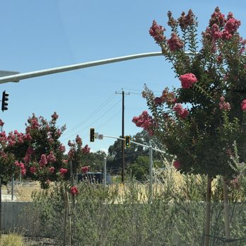 Taco Bell - Lovely Crepe Myrtle trees along drive thru route - Fast Food Near Me - Atascadero, California Taco Bell - Lovely Crepe Myrtle trees along drive thru route - Fast Food Near Me - Atascadero, California