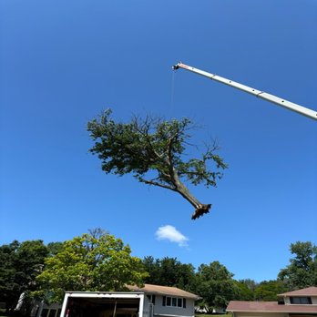 Central MN Tree Service - Tree Services Near Me Central MN Tree Service - Tree Services Near Me