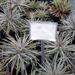 Far South Wholesale Nursery