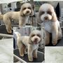 Photo of PuppyCuts Too