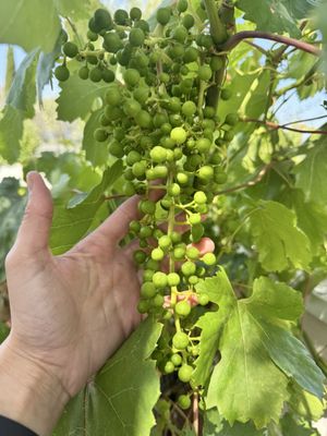 Sonoma Valley Wine Trolley by null