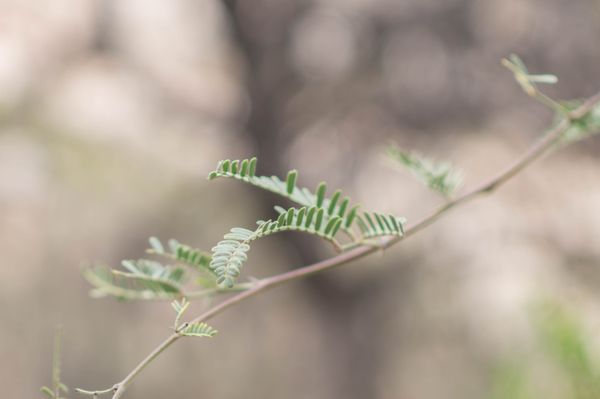 Montezuma Castle National Monument by null