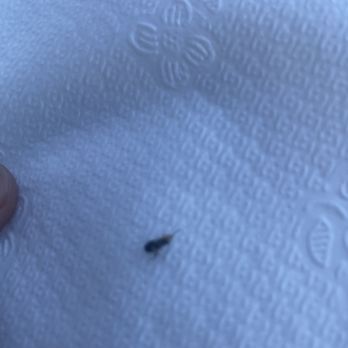 Tacon Hambre - A bug that was in my burrito! - Mexican Near Me - American Canyon, California Tacon Hambre - A bug that was in my burrito! - Mexican Near Me - American Canyon, California