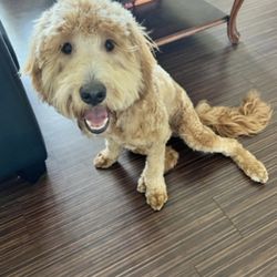 OK Canine Corral East - What my dog looked like after getting groomed.