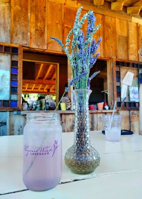 Wayward Winds Lavender Farm by null