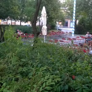 Foto zu Gasthaus Zum Maibaum - München, Bayern, Deutschland. Biergarten unter Kastanien