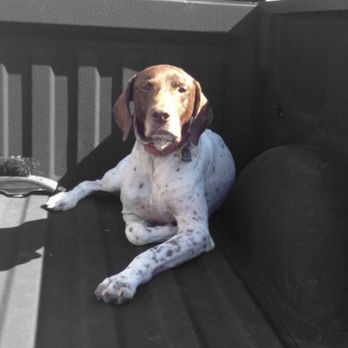Uintah Pet Emergency - Dude: 6.13.2004 - 6.15.2019 - Emergency Pet Hospital Near Me - Colorado Springs, Colorado Uintah Pet Emergency - Dude: 6.13.2004 - 6.15.2019 - Emergency Pet Hospital Near Me - Colorado Springs, Colorado
