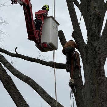 Amada Tree Service - Tree Services Near Me Amada Tree Service - Tree Services Near Me