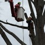 Photo of Amada Tree Service