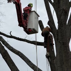 Amada Tree Service