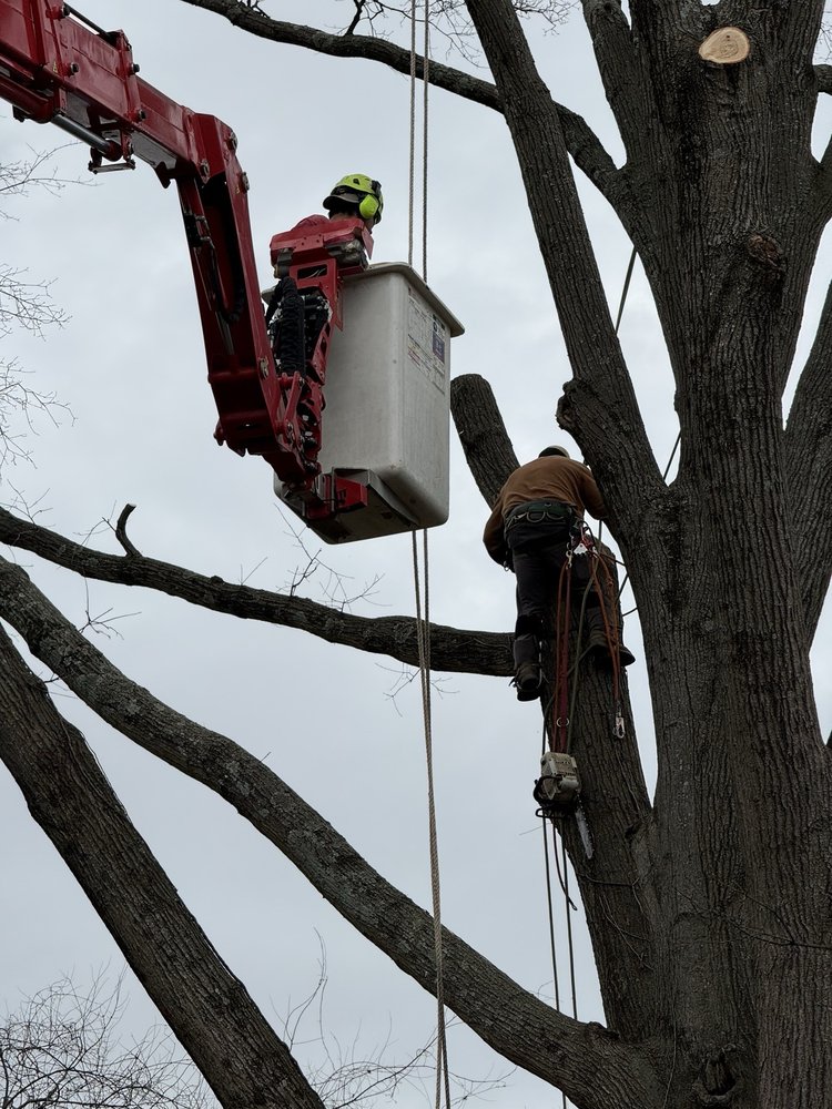 Amada Tree Service - tree service in Charlotte, NC