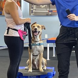 Good boy Scooby Good boy Scooby