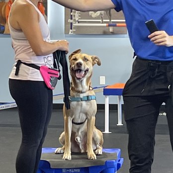 Zoom Room Dog Training - Good boy Scooby - Pet Training Near Me - Saint Louis, Missouri Zoom Room Dog Training - Good boy Scooby - Pet Training Near Me - Saint Louis, Missouri