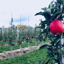 Rows and rows of apples to pick from Rows and rows of apples to pick from