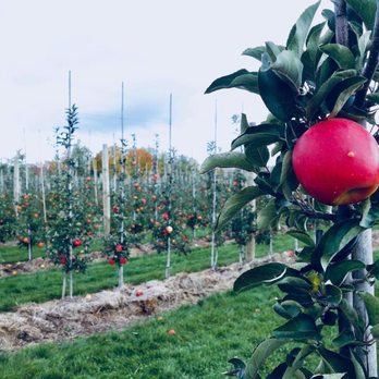 Chudleigh's - Rows and rows of apples to pick from - Farmers Market Near Me - Halton Hills, Ontario Chudleigh's - Rows and rows of apples to pick from - Farmers Market Near Me - Halton Hills, Ontario